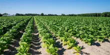 Tabacco, UNITAB Europa &ldquo;L'Ue valuti l'impatto degli interventi normativi&rdquo;