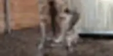 La baby giraffa nata allo Zoo di Copenaghen, &egrave; la terza in pochi mesi
