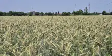 Agricoltura, nuove risorse dal ddl ColtivaItalia