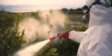 Pesticidi, ricercatori contro la semplificazione delle autorizzazioni