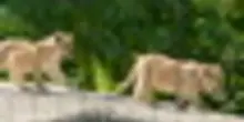 Parigi, debutto "rovente" allo zoo per le baby leoncine Isis e Inaya