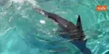 Ghiaccioli di carne e frullati congelati contro il caldo per gli animali del Bioparco di Roma