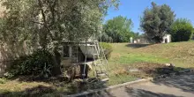 Prima Porta "bestiale". Maiali avvistati al cimitero