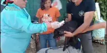 Sequestrati oltre 100 cani detenuti in gravi condizioni nel Palermitano, denunce