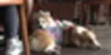 Hong Kong, dopo oltre trent'anni cani possono entrare al ristorante
