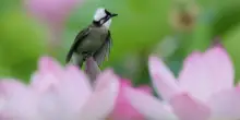 Cina, stretta sulla caccia illegale agli uccelli e i reati contro fauna selvatica
