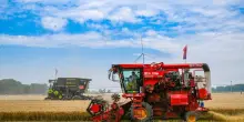 Cina, per la prima volta il raccolto di cereali estivi supera 150 mln tonnellate