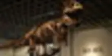 Raro scheletro di T-Rex venduto all'asta per 43 milioni di dollari