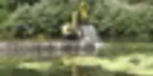 Il fiume Po in sofferenza, invaso dalle alghe e con poca acqua