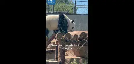 Cina, per i panda giganti una nuova area di 13 mila mq allo zoo di Pechino