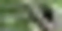 Nella foresta pluviale Congo filmata Likweli, nuova specie di scimmia