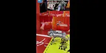 Cina: cani robot si sfidano in un percorso a ostacoli alla WAIC 2026