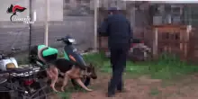 Mafia e droga nel trapanese, blitz con 12 arresti
