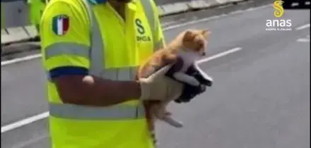 Tangenziale di Catania, un gatto fugge da un'auto, salvato