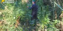 Catanzaro, scoperte due piantagioni di Canapa Indiana lungo il fiume Corace