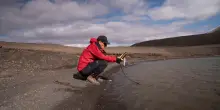 Un piccolo crostaceo rivela come sta cambiando il clima nell'Artico