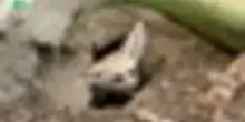 Al Bioparco di Roma nati cinque teneri fennec, i canidi pi&ugrave; piccoli