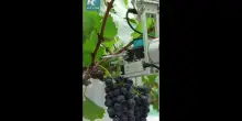 Cina, robot basati sull'IA rivoluzionano la viticoltura tradizionale