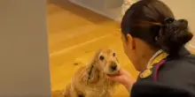 Polizia di Stato: nuovo spot contro l'abbandono degli animali durante il periodo estivo