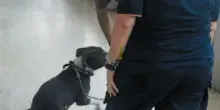 Roma, abbandonati in citt&agrave; due cani al giorno