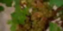 Con il caldo l'uva matura prima: gi&agrave; vendemmia nel Sud della Francia