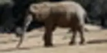 Battaglia legale per liberare tre elefanti allo zoo di Johannesburg