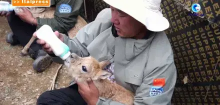 Cina, i ranger proteggono la fauna selvatica