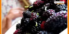 Sorsi di Benessere - Un frullato di more