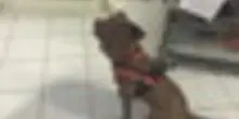 Sardegna, il futuro della Onlus Effetto Palla per gli animali di nessuno