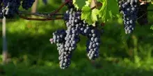 Vendemmia in anticipo, tra caldo estremo e carenza di manodopera