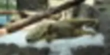 Gli orsi polari sfidano il caldo con ghiaccio e gelati allo zoo di Praga