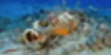Nei fondali dell'Elba spuntano un dolium e i resti di un relitto