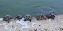 Tartarughe "killer" nei laghetti romani