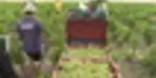 La sfida della vendemmia ultra-precoce nella regione dello Champagne