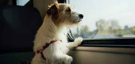 Giornata internazionale del cane: Bauking sguinzaglia il turismo