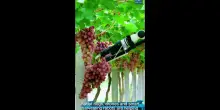 Cina, i robot partecipano alla vendemmia nello Xinjiang