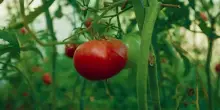 Pomodoro, il clima mette alla prova la raccolta