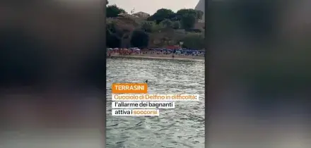 Cucciolo di delfino in difficolt&agrave; salvato dalla Guardia Costiera nel Palermitano