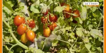 Sorsi di Benessere - Un pesto sano e gustoso