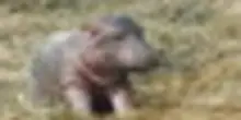Nasce al parco Natura Viva l'unico baby ippopotamo d'Italia dal 2021
