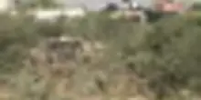 Cisgiordania, bulldozer israeliani sradicano decine di ulivi