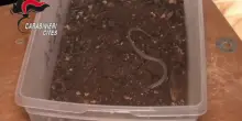 Trovato un piccolo serpente a bordo dell'aereo Lampedusa-Palermo, le immagini