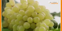 Sorsi di Benessere - Un drink a base di uva e zenzero