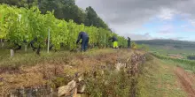 Made in Italy: l'olio arretra, il vino tiene