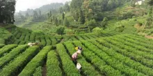 La Cina potenzia i settori della tradizione, dalla seta al t&egrave; alla porcellana