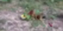 Scoperti in India cuccioli di orango, sospetto traffico di animali