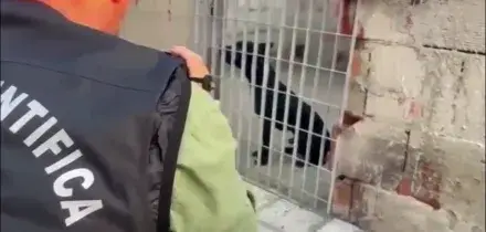 Blitz contro i combattimenti tra cani nel nisseno, sequestrati 13 pitbull