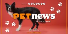 PetNews Magazine - 14/9/2026
