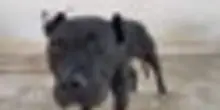13 pitbull salvati da scommesse e combattimenti clandestini a Gela