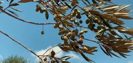 Olio, sostegno alla filiera tra emergenze e rilancio